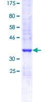 OR51E2 / PSGR Protein - 12.5% SDS-PAGE Stained with Coomassie Blue.