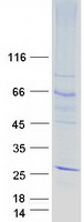OR51E2 / PSGR Protein - Purified recombinant protein OR51E2 was analyzed by SDS-PAGE gel and Coomassie Blue Staining