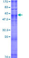 OR51F2 Protein - 12.5% SDS-PAGE of human OR51F2 stained with Coomassie Blue