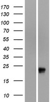 OR51G1 Protein - Western validation with an anti-DDK antibody * L: Control HEK293 lysate R: Over-expression lysate