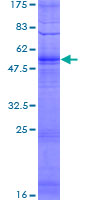 OR51I1 Protein - 12.5% SDS-PAGE of human OR51I1 stained with Coomassie Blue
