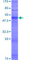 OR51I1 Protein - 12.5% SDS-PAGE of human OR51I1 stained with Coomassie Blue