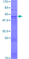 OR51I2 Protein - 12.5% SDS-PAGE of human OR51I2 stained with Coomassie Blue
