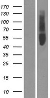 OR51V1 Protein - Western validation with an anti-DDK antibody * L: Control HEK293 lysate R: Over-expression lysate