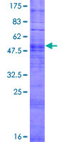 OR52E8 Protein - 12.5% SDS-PAGE of human OR52E8 stained with Coomassie Blue