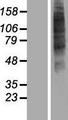OR52I2 Protein - Western validation with an anti-DDK antibody * L: Control HEK293 lysate R: Over-expression lysate