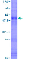 OR52W1 Protein - 12.5% SDS-PAGE of human OR52W1 stained with Coomassie Blue