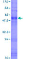 OR52W1 Protein - 12.5% SDS-PAGE of human OR52W1 stained with Coomassie Blue