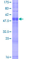 OR56B1 Protein - 12.5% SDS-PAGE of human OR56B1 stained with Coomassie Blue