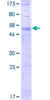 OR56B4 Protein - 12.5% SDS-PAGE of human OR56B4 stained with Coomassie Blue