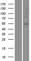 OR5A1 Protein - Western validation with an anti-DDK antibody * L: Control HEK293 lysate R: Over-expression lysate