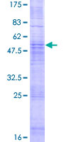 OR5AN1 Protein - 12.5% SDS-PAGE of human OR5AN1 stained with Coomassie Blue
