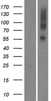 OR5AU1 Protein - Western validation with an anti-DDK antibody * L: Control HEK293 lysate R: Over-expression lysate