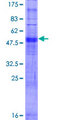 OR5B3 Protein - 12.5% SDS-PAGE of human OR5B3 stained with Coomassie Blue