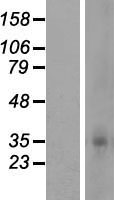 OR5F1 Protein - Western validation with an anti-DDK antibody * L: Control HEK293 lysate R: Over-expression lysate