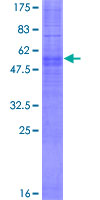 OR5I1 / OR5I Protein - 12.5% SDS-PAGE of human OR5I1 stained with Coomassie Blue