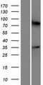 OR5M10 Protein - Western validation with an anti-DDK antibody * L: Control HEK293 lysate R: Over-expression lysate