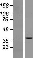 OR6A2 Protein - Western validation with an anti-DDK antibody * L: Control HEK293 lysate R: Over-expression lysate