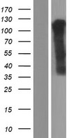 OR6K3 Protein - Western validation with an anti-DDK antibody * L: Control HEK293 lysate R: Over-expression lysate
