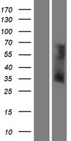 OR6V1 Protein - Western validation with an anti-DDK antibody * L: Control HEK293 lysate R: Over-expression lysate