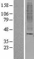 OR8A1 Protein - Western validation with an anti-DDK antibody * L: Control HEK293 lysate R: Over-expression lysate