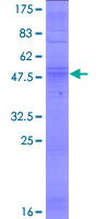 OR8B4 Protein - 12.5% SDS-PAGE of human OR8B4 stained with Coomassie Blue