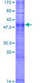 OR8H2 Protein - 12.5% SDS-PAGE of human OR8H2 stained with Coomassie Blue