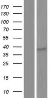 OR8I2 Protein - Western validation with an anti-DDK antibody * L: Control HEK293 lysate R: Over-expression lysate