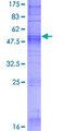 OR9G1 Protein - 12.5% SDS-PAGE of human OR9G1 stained with Coomassie Blue