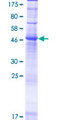 ORAI2 Protein - 12.5% SDS-PAGE of human ORAI2 stained with Coomassie Blue
