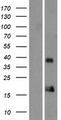 ORAOV1 Protein - Western validation with an anti-DDK antibody * L: Control HEK293 lysate R: Over-expression lysate