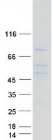 ORC2L / ORC2 Protein - Purified recombinant protein ORC2 was analyzed by SDS-PAGE gel and Coomassie Blue Staining