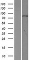 ORC3L / ORC3 Protein - Western validation with an anti-DDK antibody * L: Control HEK293 lysate R: Over-expression lysate