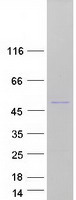 ORC4L / ORC4 Protein - Purified recombinant protein ORC4 was analyzed by SDS-PAGE gel and Coomassie Blue Staining