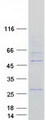 ORC4L / ORC4 Protein - Purified recombinant protein ORC4 was analyzed by SDS-PAGE gel and Coomassie Blue Staining