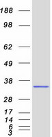 ORC6 / ORC6L Protein - Purified recombinant protein ORC6 was analyzed by SDS-PAGE gel and Coomassie Blue Staining