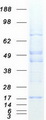 ORMDL2 Protein - Purified recombinant protein ORMDL2 was analyzed by SDS-PAGE gel and Coomassie Blue Staining