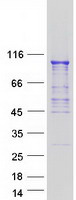 OS9 Protein - Purified recombinant protein OS9 was analyzed by SDS-PAGE gel and Coomassie Blue Staining