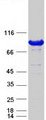 OSBP Protein - Purified recombinant protein OSBP was analyzed by SDS-PAGE gel and Coomassie Blue Staining