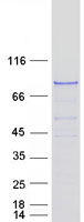 OSBPL10 Protein - Purified recombinant protein OSBPL10 was analyzed by SDS-PAGE gel and Coomassie Blue Staining