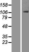 OSBPL1A / ORP1 Protein - Western validation with an anti-DDK antibody * L: Control HEK293 lysate R: Over-expression lysate