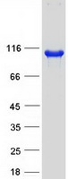 OSBPL1A / ORP1 Protein - Purified recombinant protein OSBPL1A was analyzed by SDS-PAGE gel and Coomassie Blue Staining