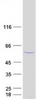 OSBPL2 Protein - Purified recombinant protein OSBPL2 was analyzed by SDS-PAGE gel and Coomassie Blue Staining