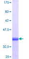 OSBPL3 Protein - 12.5% SDS-PAGE Stained with Coomassie Blue.