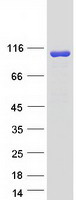 OSBPL3 Protein - Purified recombinant protein OSBPL3 was analyzed by SDS-PAGE gel and Coomassie Blue Staining