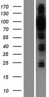 OSBPL9 Protein - Western validation with an anti-DDK antibody * L: Control HEK293 lysate R: Over-expression lysate