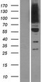 OSBPL9 Protein - Western validation with an anti-DDK antibody * L: Control HEK293 lysate R: Over-expression lysate