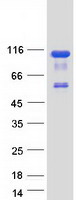OSBPL9 Protein - Purified recombinant protein OSBPL9 was analyzed by SDS-PAGE gel and Coomassie Blue Staining