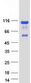 OSBPL9 Protein - Purified recombinant protein OSBPL9 was analyzed by SDS-PAGE gel and Coomassie Blue Staining