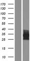 OSCAR Protein - Western validation with an anti-DDK antibody * L: Control HEK293 lysate R: Over-expression lysate